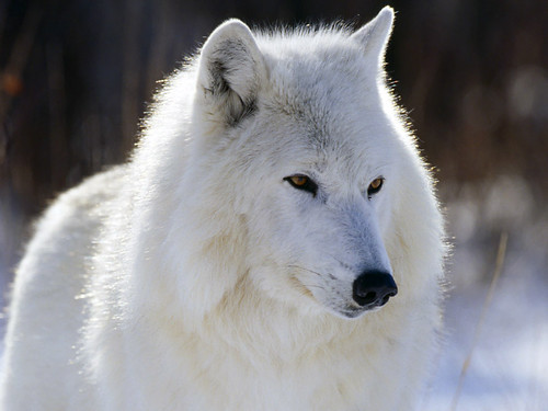 animal-wallpaper-arctic-wolf by cgdiegodesigner