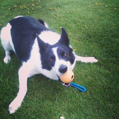 Her favorite toy :-P #collie #PositivelyDog by fuzzydragons