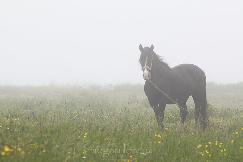 Horse In Fog by Megan Lorenz