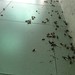 Crazy insects