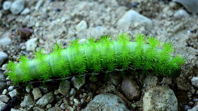 Green Hairy Caterpillar 52