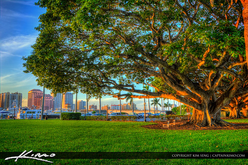 Large Banyan Tree at Palm Beach Island Marina by Captain Kimo