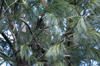 NY: Long-eared Owl