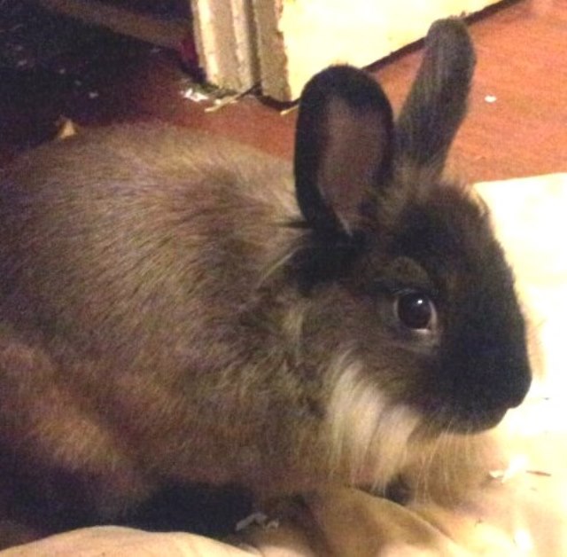 Rudy, the rabbit with sideburns