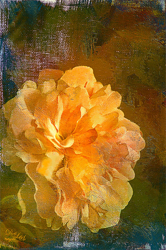 Image of an orange silk flower with texture applied
