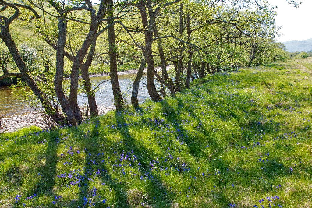 Bluebells by the River Kinglass