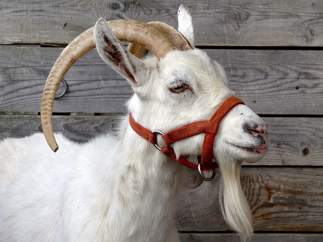 pretty goat