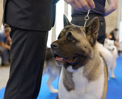 Exposition canine - Dogs Show à Mons