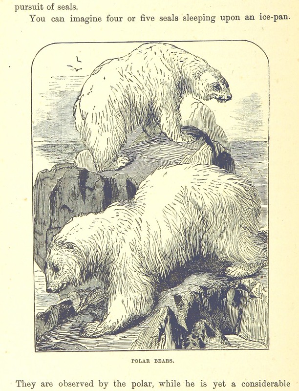Image taken from page 200 of 'Our North Land: being a full account of the Canadian North-West and Hudson's Bay Route, together with a narrative of the experiences of the Hudson's Bay Expedition of 1884 ... Illustrated, etc'