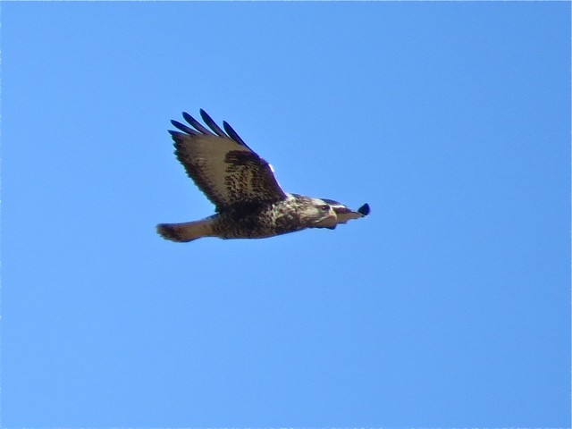 Adult Light Morph Male Rough-legged Hawk near Downs, IL