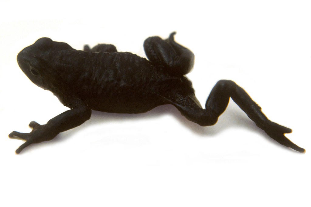 <i>Atelopus ignescens</i> Arlequin Jambato negro de páramo 