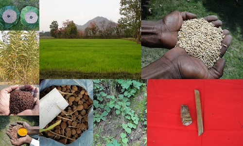 Validated and Potential Medicinal Rice Formulations for High Blood Pressure (हायपरटेंशन) with Diabetes mellitus Type 2 (मधुमेह) Complications (TH Group-396 special) from Pankaj Oudhia’s Medicinal Plant Database by Pankaj Oudhia