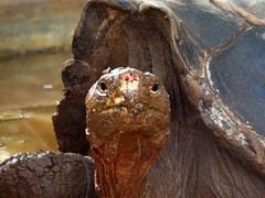 Galápagos tortoises, May 2014