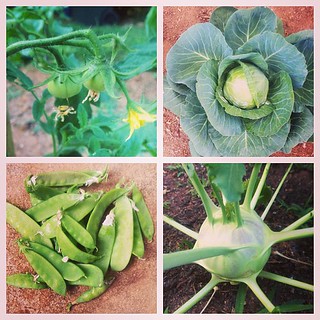 May 31: four things in my garden! (Clockwise from top left) little tomatoes | cabbage | kohlrabi | snow peas #fmsphotoaday #vegetables #backyardfarming #gardening #organic