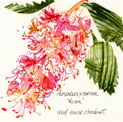 J C Raulston arboretum illustration