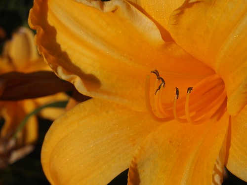 Daylily (Hemerocallis)