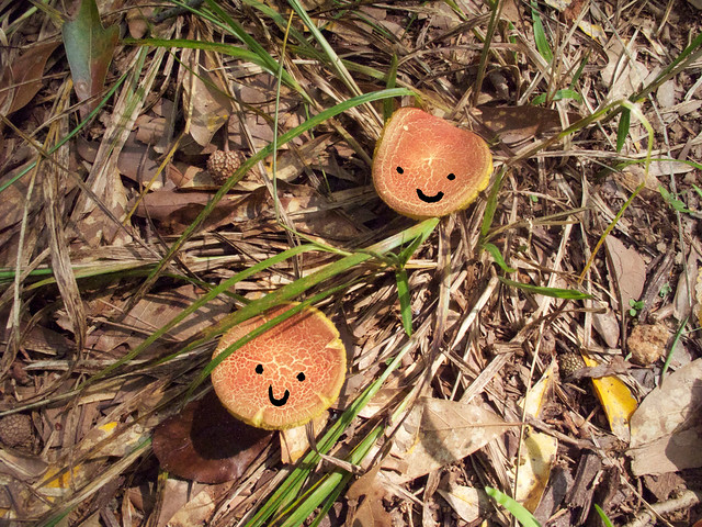 mushrooms-faces-1
