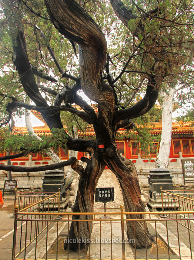 Imperial Garden, Forbidden City, Beijing