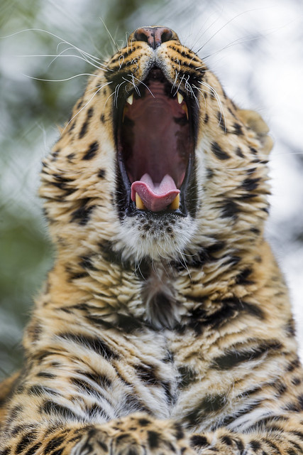 Yawning Akin III