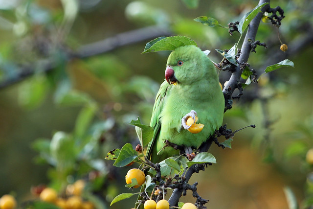 Greenwich Park parakeets