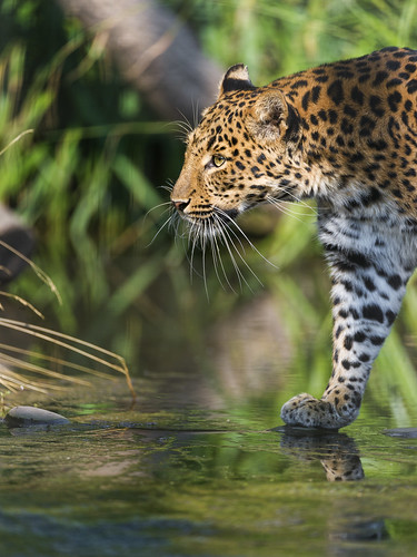 Leopard walking on water by Tambako the Jaguar