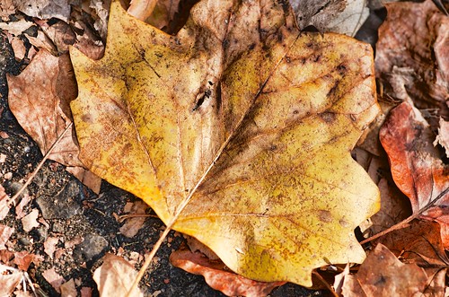 Fallen Leaves by nomachishinri