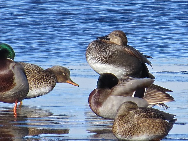 Gadwall and Mallard at the Kenneth L. Schroeder Wildlife Sanctuary in McLean County, IL 28
