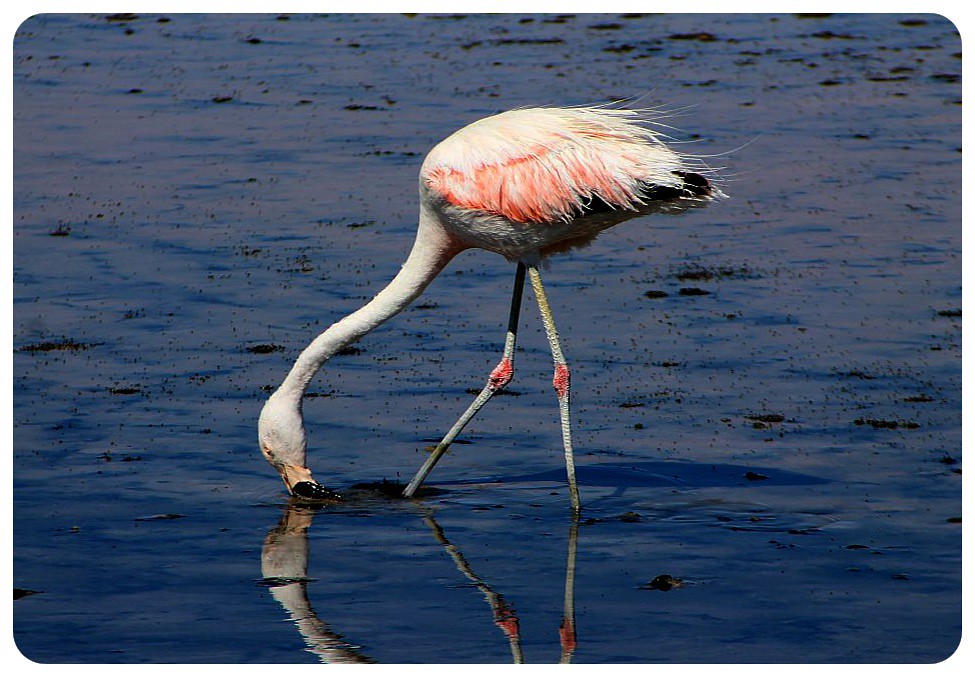 salar de atacama chile flamingo