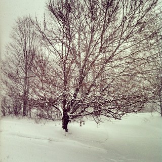 It's getting messy out there! #snowing #newengland #snow #winterwonderland