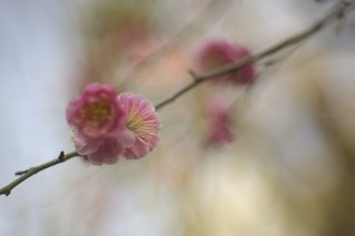 "Spring has come(taken by old Nikkor lense)" No.2.