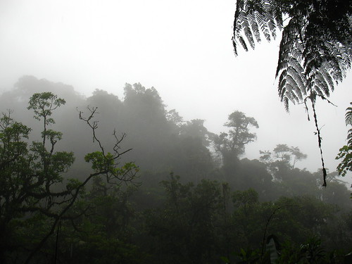 rain forest in the rain
