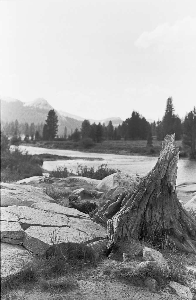 a vertical shot of the touching tree stump in yosemite by a river.jpg
