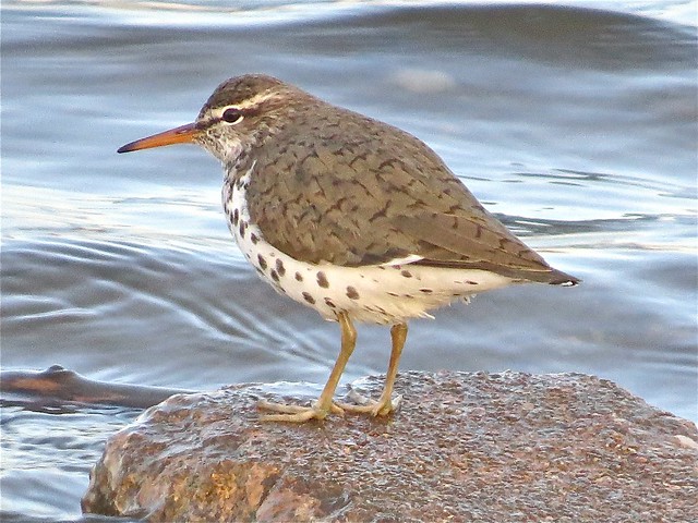 Spotted Sandpiper at White Oak Park in McLean County, IL