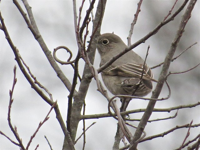 Townsend's Solitaire at Jon J. Duerr Forest Preserve in Kane County, IL 04