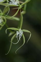 Epidendrum species and hybrids