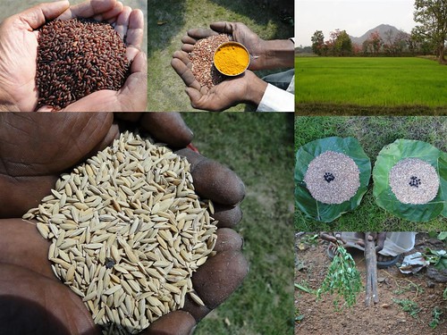 Validated and Potential Medicinal Rice Formulations for Hypertension (हाई ब्लड प्रेशर) with Diabetes mellitus Type 2 (Madhumeh) Complications (TH Group-308 special) from Pankaj Oudhia’s Medicinal Plant Database by Pankaj Oudhia