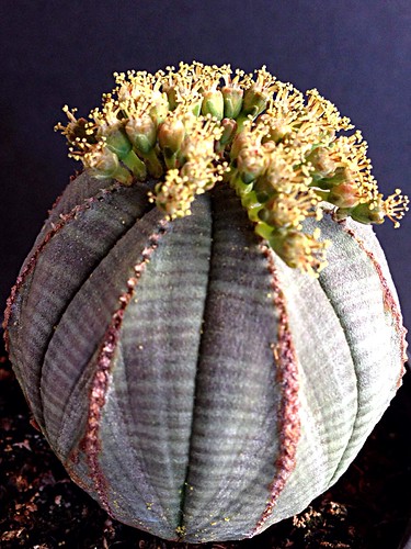 Euphorbia obesa by Jesús 56