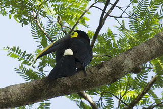 Panama: Chestnut-mandibled Toucan Close-up
