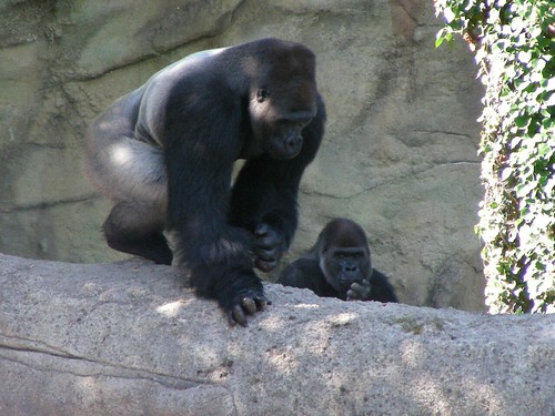 Zoo Schmiding: Gorillas 20 by W i l l a r d