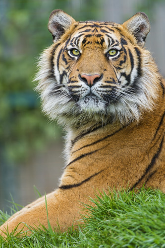 Sumatrant tiger posing well by Tambako the Jaguar