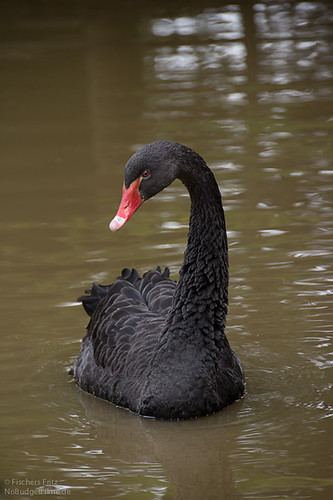 Black_Swan.jpg