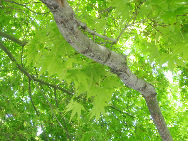Green Leaves and Branches