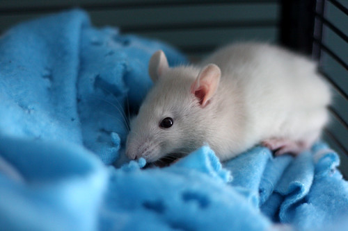 New Baby Rat
