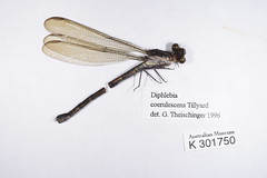 Old Diphlebiidae