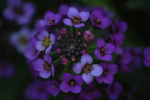 Purple cluster