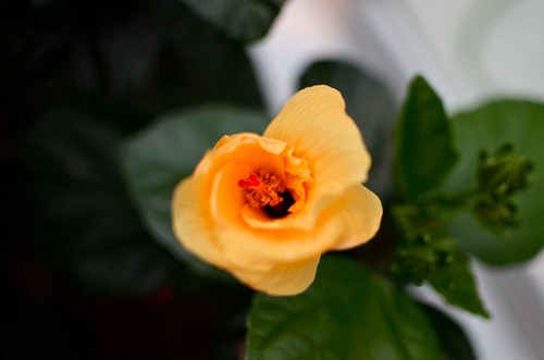Phipps Conservatory - Flower
