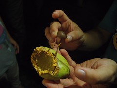 生態達人展示在地上撿到，被飛鼠咬過的果實，並蒐集起來做為食性資料。