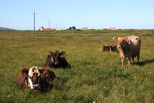cows at the farm