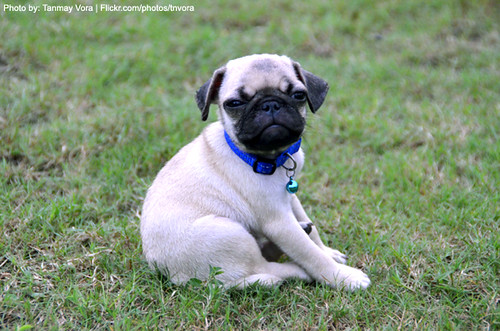 Cute Pug, Angry Expression!