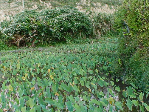 野生動物棲避敵的芋田周圍灌叢（圖片攝影：鄭漢文）